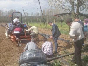 Pazaryeri’nde Çilek Bahçelerinde Çalışmalara Başlanıldı