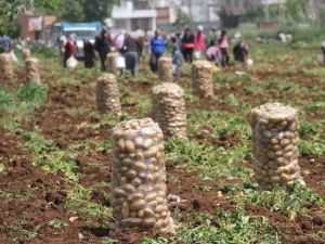 Patates Tarlada 1 Lira 70 Kuruş Pazarda 5 Liraya Satılıyor