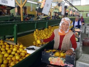 Irak’a Limon İhracatı Başladı