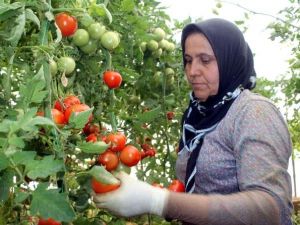 Ege İhracatını Tarım Ayakta Tuttu