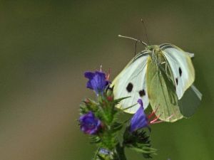 Orman Ve Su İşleri Bakanlığı Biyokaçakçılıkla Mücadelede Kararlılığını Sürdürüyor