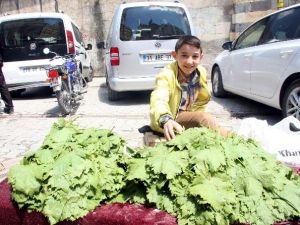 Kilis’te Asma Yaprağı Piyasada