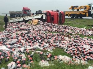 Kola Yüklü Tır Şarampole Yuvarlandı
