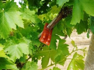 Salkım Güvesine Karşı ’Japon Tuzağı’