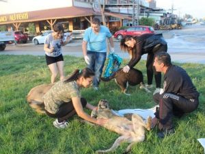 Sokak Hayvanını Besleyip Tedavi Ettiler