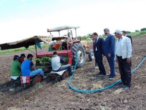 Samsat’ta Tütün Ekimine Başlandı