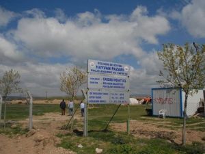 Bolvadin Modern Hayvan Pazarı İnşaatı Tüm Hızıyla Sürüyor