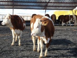 Hayvancılık İşletmelerine 26 Milyon TL Destekleme Ödemesi Yapıldı