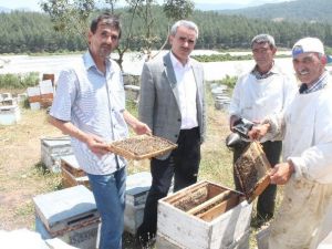 Bal Üreticileri Yeni Bir Göç Yolunda