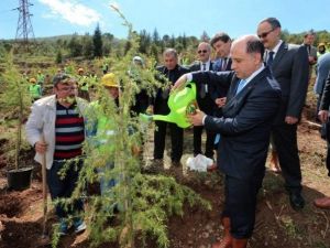 Amasya’da Davutoğlu İçin Hatıra Ormanı Oluşturuldu