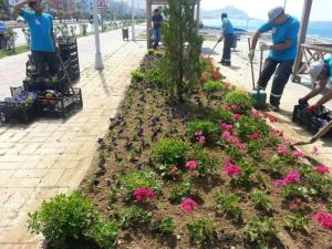 Alanya’da Refüjleri Begonviller Süsleyecek