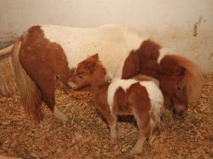 Tay Park’ta Doğum Sevıncı