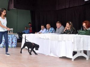Çukurova’da En Güzel Köpek Yarışması