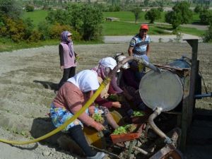 Selendi’de Tütün Üreticisinin Tatlı Çilesi Başladı