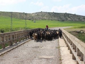 Kilis’te Hayvanlar İçerisinde En Fazla Koyun Bulunuyor