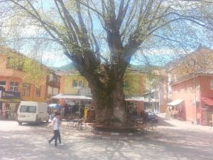 Tarihe Tanıklık Eden Asırlık Çınarlar Koruma Altına Alındı