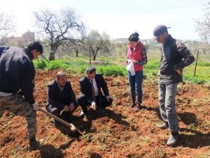 Fıstık Verimini Arttırmak İçin Böcek Tuzakları Kuruldu