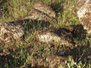 Seydişehir’de Bir Mahalleyi Çekirgeler İstila Etti