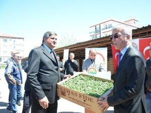 Çiftçilere Fide Dağıtımı Yapıldı