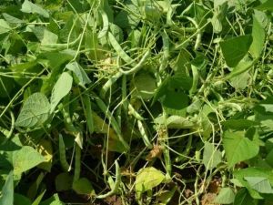 Niğde Ziraat Odası Başkanı Veli Kenar;