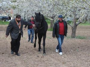 Beyşehir’de Rahvan Atlar Kapalı Mekanlarından Çıktı