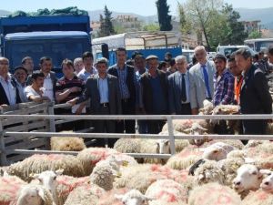 Orhanelili Çiftçilere Ücretsiz Koyun Dağıtıldı