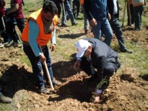 Sarıveliler’de Fidan Dikimi Ve Uçurtma Şenliği