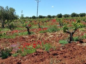 Kadıoğlu, Üzüm Üreticilerini Ziyaret Etti