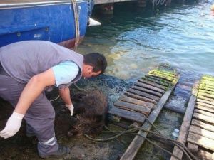 Beykoz’da Denizden Domuz Yavrusu Çıktı