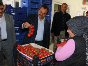 Samani, Soğuk Hava Deposu Açtı