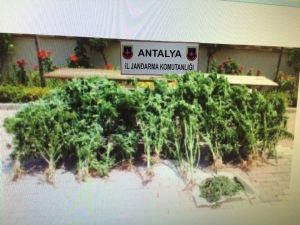 Antalya’da 120 Kök Kenevir Ele Geçirildi