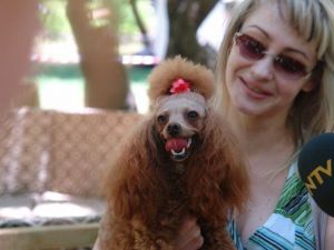 Köpekler Podyuma Çıkacak, Geliri Barınağa Kalacak