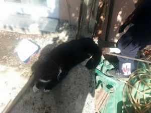 Yaralı Kedinin İmdadına İtfaiye Yetişti