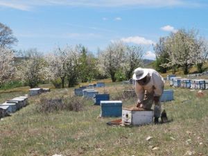 Arıcılar Pazarlar’ı Tercih Ediyor