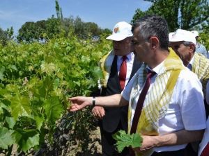 Manisa’da Yaprak Toplama Şenliği