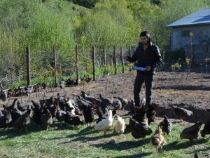 Suşehri’nde Organik Köy Yumurtası Çiftliği Kuruldu