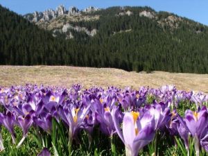 Karadeniz Yaylaları ‘Vargel’ Diyor