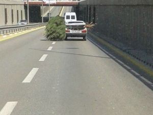 Otomobili Bagajında Taşınan Çam Ağacı Şaşırttı