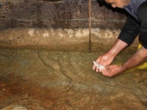 Tahliye Kanalındaki Yavru Balıklar Gölet Sularıyla Buluşturuldu