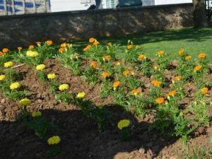 Gömeç’te Parklar Çiçeklere Bürünüyor