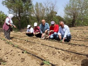 Kekik Fideleri Toprakla Buluştu
