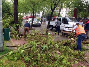 Yalova Belediyesi Kırılan Ağaç Dallarını Temizledi