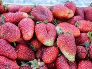 Sason’da Yerli Organik Çileklerin Satımına Başlandı