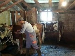 Çaycuma’da Şap Ve Kuduz Aşılaması Yapıldı