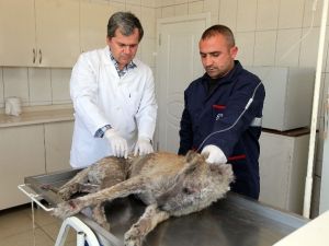 Hasta Köpeğe Yenimahalle Belediyesi’nden Yardım Eli