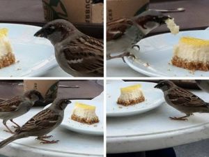 Kafedeki Davetsiz Misafir Tıklanma Rekoru Kırıyor