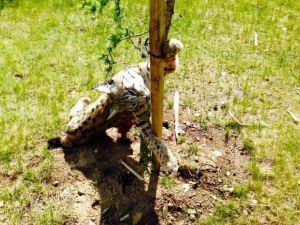 Trabzon’da Nesli Tükenmekte Olan Vaşak Ölü Bulundu