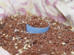 Yerli Tohumlar Cuma Pazarında