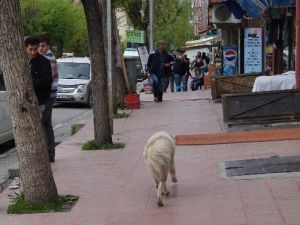 Kağızman’da Sokak Köpekleri Korku Salıyor