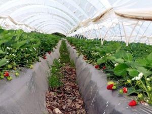 Aydın’dan 882 Bin 293 Kilo Çilek İhraç Edildi